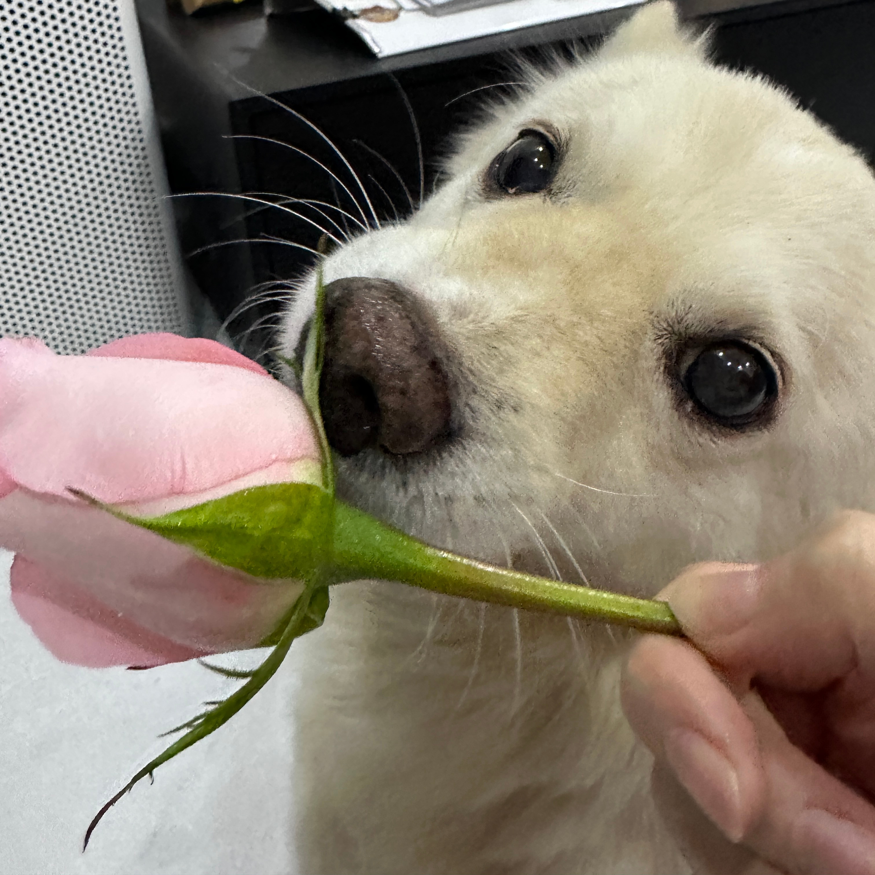 狗狗与花的奇妙世界，跨越物种的深情友谊之旅